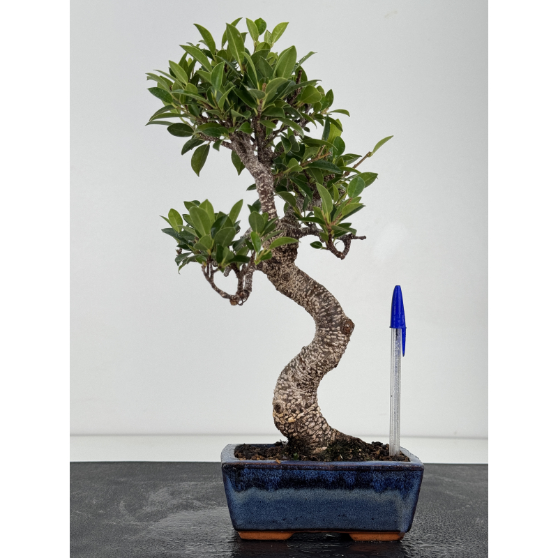 Ficus retusa I-8776