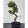 Ficus retusa I-8776