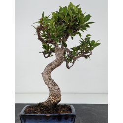 Ficus retusa I-8776 view 3