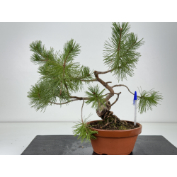 Pinus sylvestris I-8778