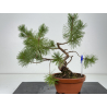 Pinus sylvestris I-8778