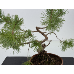 Pinus sylvestris I-8778 vista 2