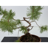 Pinus sylvestris I-8778 vista 2