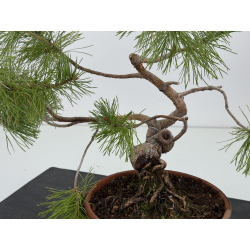 Pinus sylvestris I-8778 vista 3
