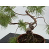 Pinus sylvestris I-8778 vista 3