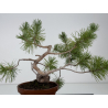 Pinus sylvestris I-8778 vista 4