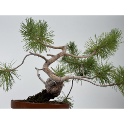 Pinus sylvestris I-8778 vista 5