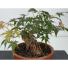 Acer palmatum yamamomiji I-8779 view 2