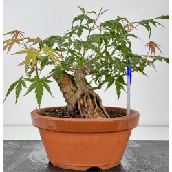 Acer palmatum yamamomiji I-8779