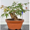 Acer palmatum yamamomiji I-8779