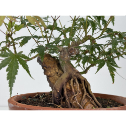 Acer palmatum yamamomiji I-8779 view 3