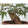 Acer palmatum yamamomiji I-8779 view 3