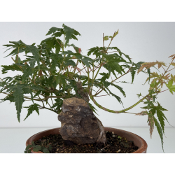 Acer palmatum yamamomiji I-8779 view 4