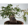 Acer palmatum yamamomiji I-8779 view 4