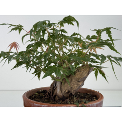 Acer palmatum yamamomiji I-8779 view 5