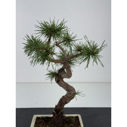 Pinus sylvestris I-8780 view 2