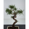 Pinus sylvestris -pino s- europeo- I-8780 vista 2
