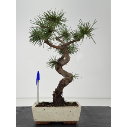 Pinus sylvestris -pino s- europeo- I-8780