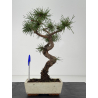 Pinus sylvestris -pino s- europeo- I-8780