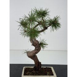 Pinus sylvestris -pino s- europeo- I-8780 vista 3