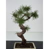 Pinus sylvestris -pino s- europeo- I-8780 vista 3