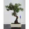 Pinus sylvestris I-8781