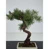 Pinus sylvestris -pino s- europeo- I-8781 vista 2