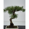 Pinus sylvestris I-8781 view 3
