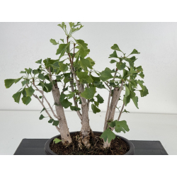 Ginkgo biloba I-8760 view 2