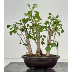Ginkgo biloba I-8760