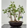 Ginkgo biloba I-8760