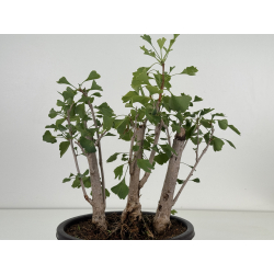 Ginkgo biloba I-8760 view 3