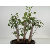 Ginkgo biloba I-8760 view 3