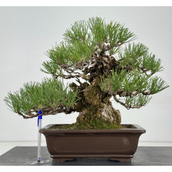 Pinus thunbergii corticosa I-8225