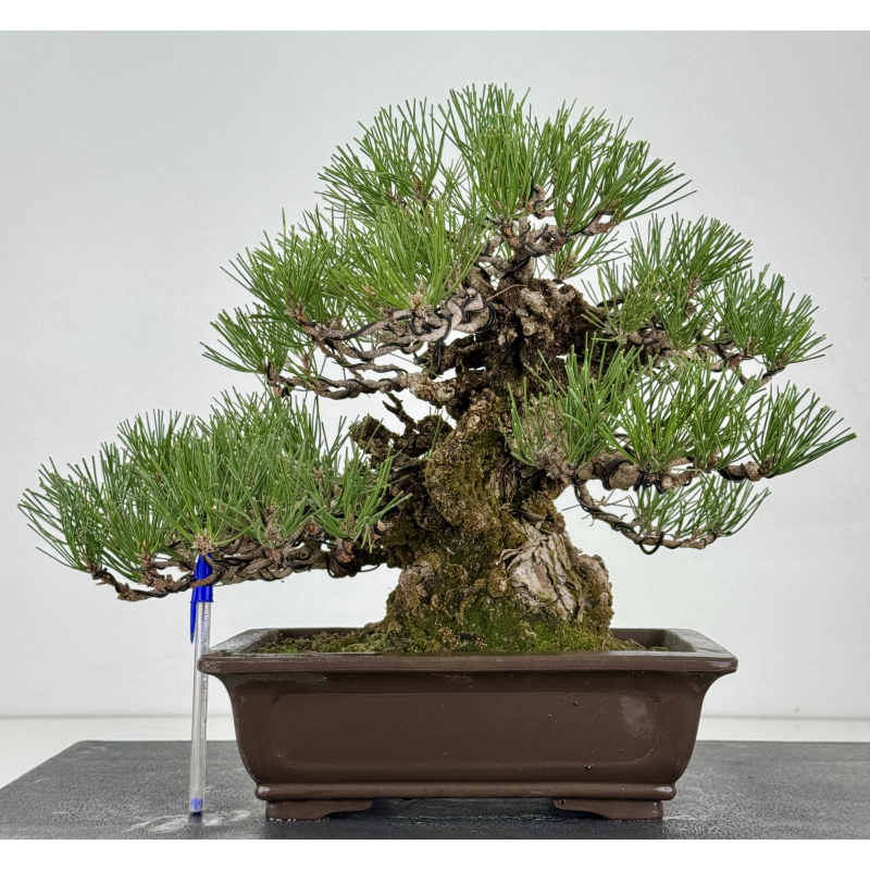 Pinus thunbergii corticosa I-8225