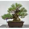 Pinus thunbergii corticosa I-8225