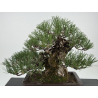 Pinus thunbergii corticosa I-8225 view 2