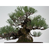 Pinus thunbergii corticosa I-8225 view 3