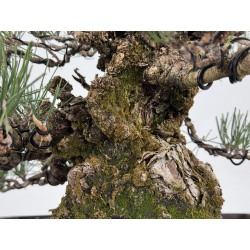 Pinus thunbergii corticosa I-8225 view 4