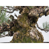 Pinus thunbergii corticosa I-8225 view 4