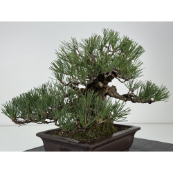 Pinus thunbergii corticosa I-8225 view 6