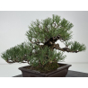 Pinus thunbergii corticosa I-8225 view 6