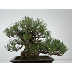 Pinus thunbergii corticosa I-8225 view 7