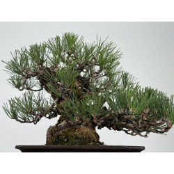 Pinus thunbergii corticosa I-8225 view 8