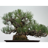 Pinus thunbergii corticosa I-8225 view 8