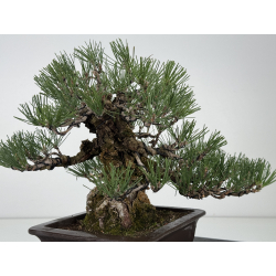Pinus thunbergii corticosa I-8225 view 9