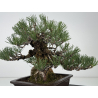 Pinus thunbergii corticosa I-8225 view 9