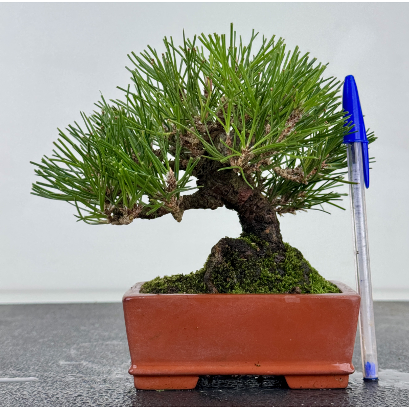 Pinus thunbergii -pino negro japonés- I-8782