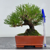 Pinus thunbergii  I-8782
