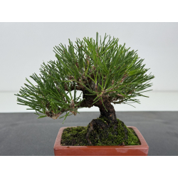 Pinus thunbergii  I-8782 view 2